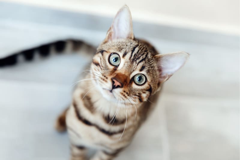 Puppy & Kitten Care in Austin